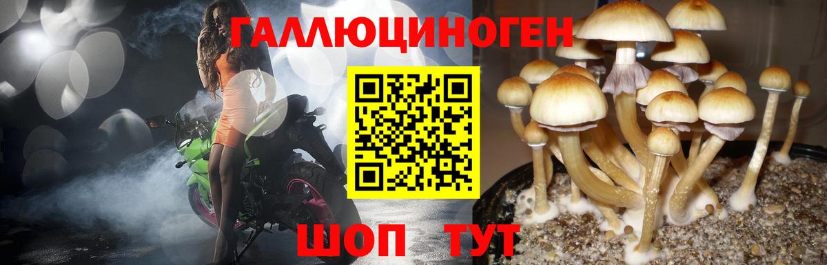Псилоцибиновые грибы Psilocybe Десногорск
